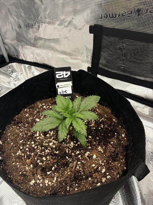 Gorilla Cookies Auto (1st Grow). Week 2 - day 16 (from germ)