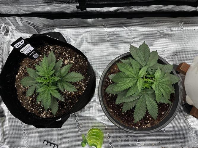 Gorilla Cookies Auto (1st Grow). Week 2