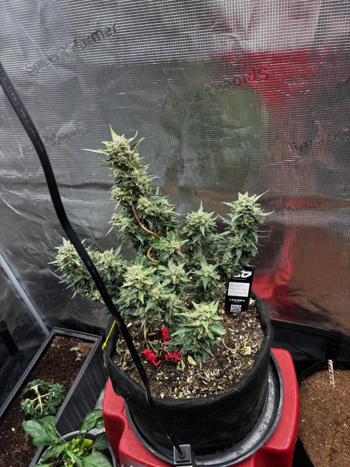 Gorilla Cookies Auto (1st Grow). Week 8