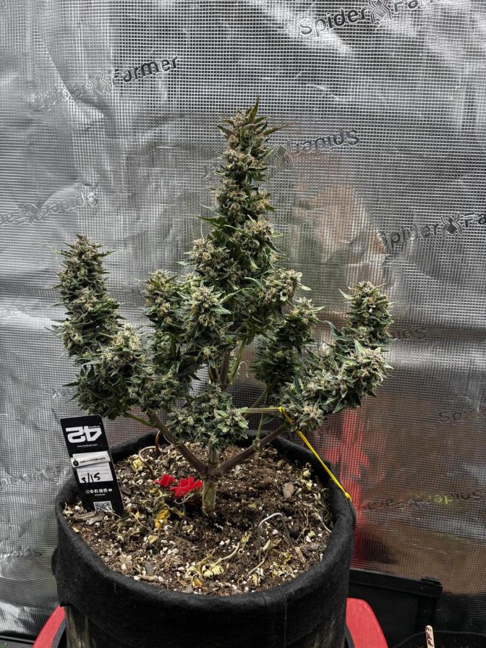 Gorilla Cookies Auto (1st Grow). Week 9 - Day 67 since germination. tiny plant, but what a blessing, i’ve learned so much 