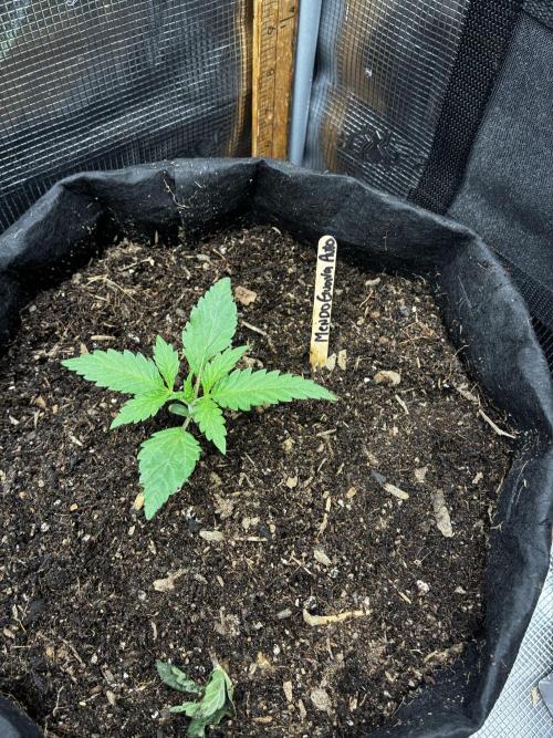 Mendo Guava Auto. Week 1