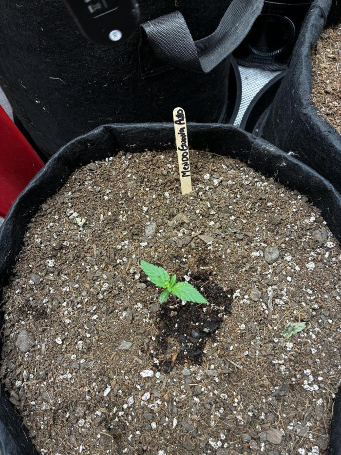 Mendo Guava Auto. Week 1 - day 5