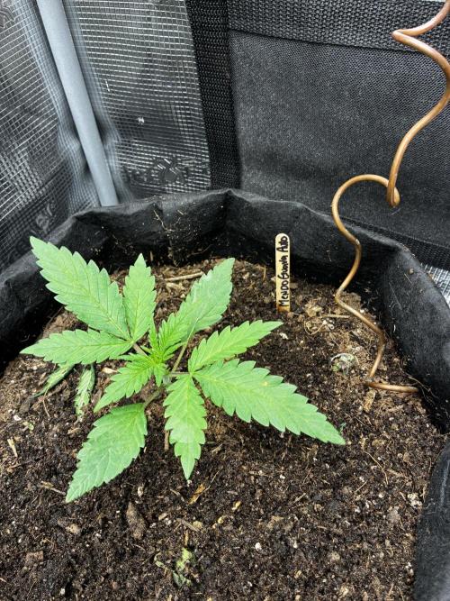 Mendo Guava Auto. Week 2