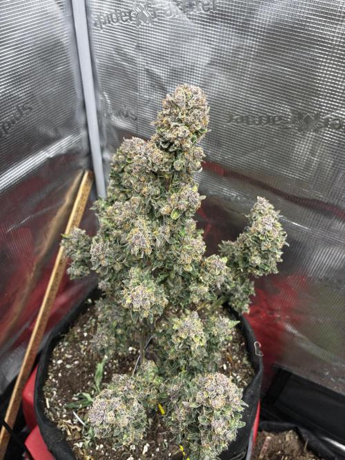 Gorilla Cookies Auto (1st Grow). Week 10 - day 74