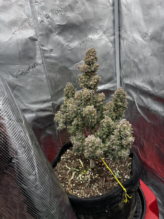 Gorilla Cookies Auto (1st Grow). Week 11