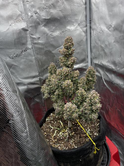 Gorilla Cookies Auto. Week 11