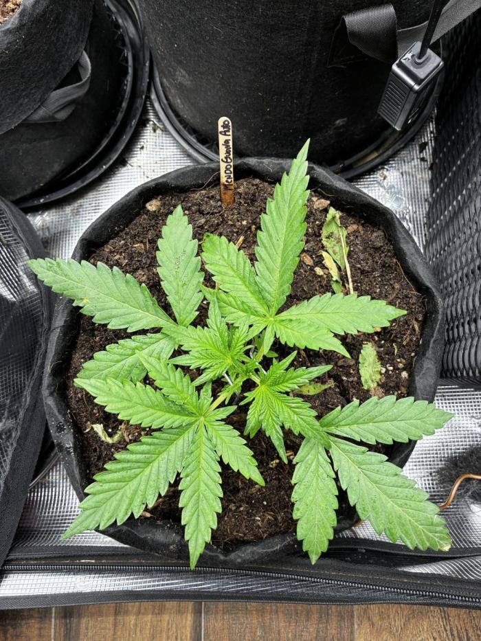 Mendo Guava Auto. Week 3 - Day 16