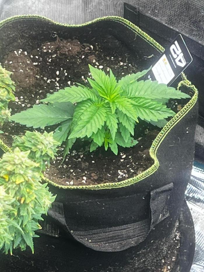Gorilla Melon. Week 2
