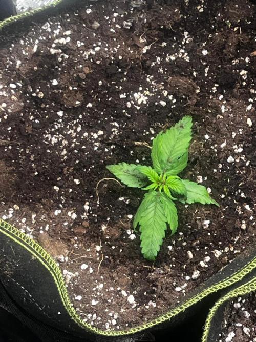 Gorilla zkittelz. Week 1