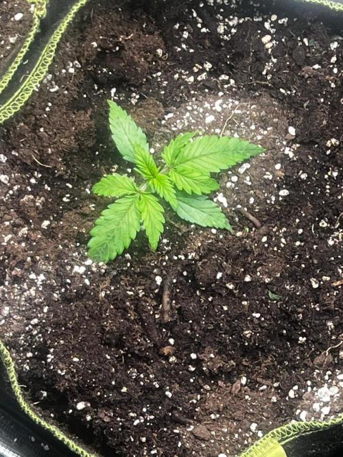 Gorilla zkittelz. Week 1