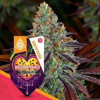 Passion Fruitz Automatic. Week 0