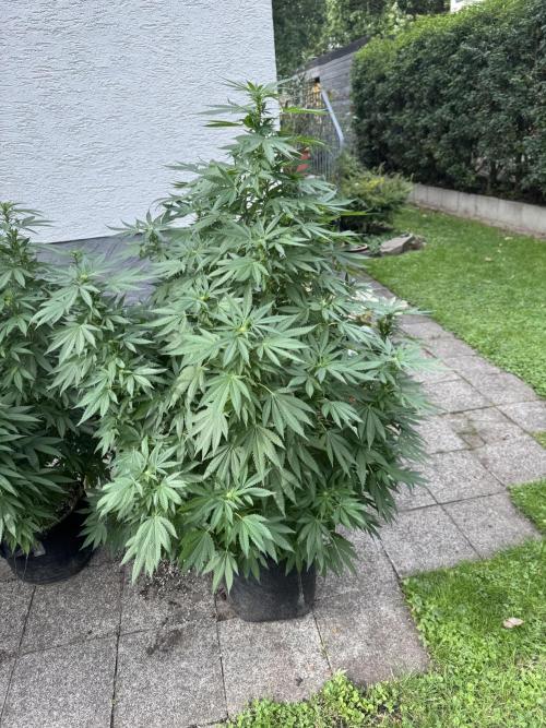 Gorilla Melon. Week 1