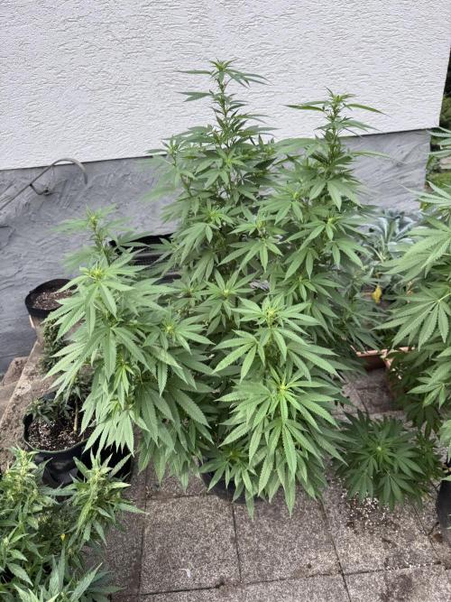 Sunset Sherbet. Week 1