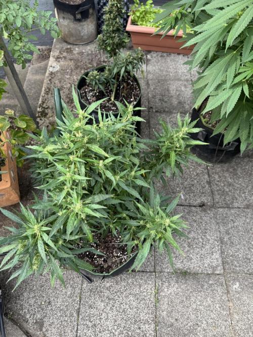 Gorilla Z Auto. Week 6