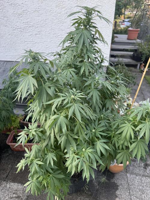 Gorilla Melon. Week 2