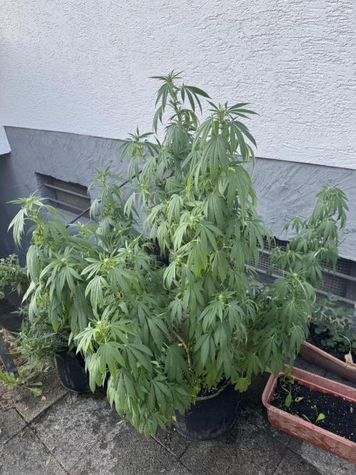 Sunset Sherbet. Week 2