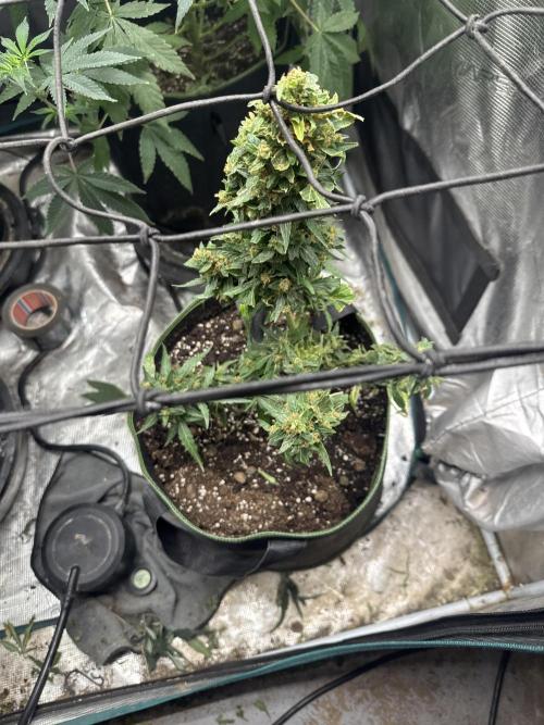 Gorilla Z Auto. Week 1