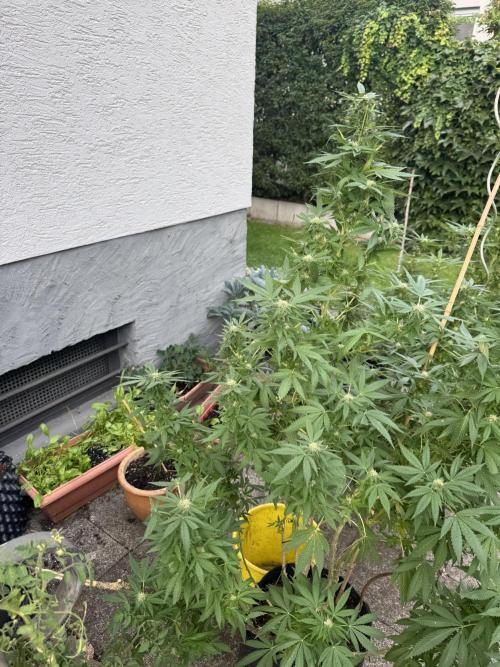 Sunset sherb. Week 3