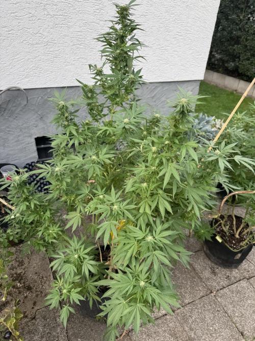 Sunset sherb. Week 3