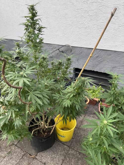 Sunset sherb. Week 3