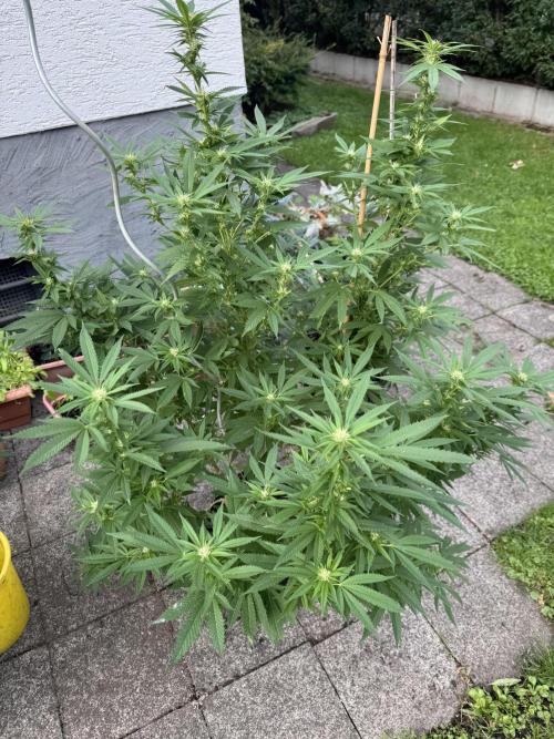 Gorilla melon. Week 3