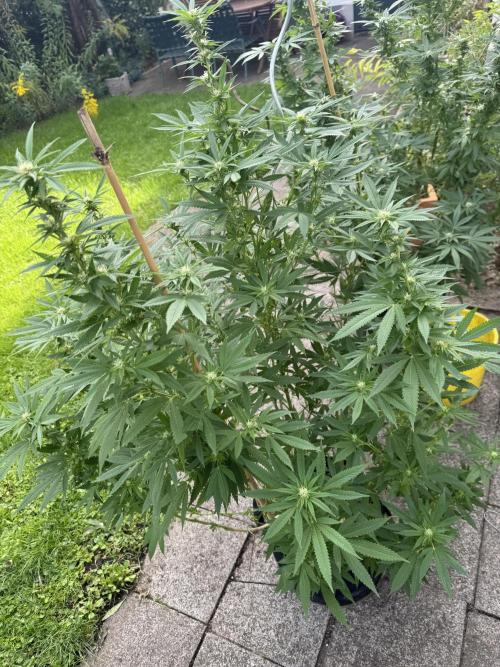 Gorilla Melon. Week 3