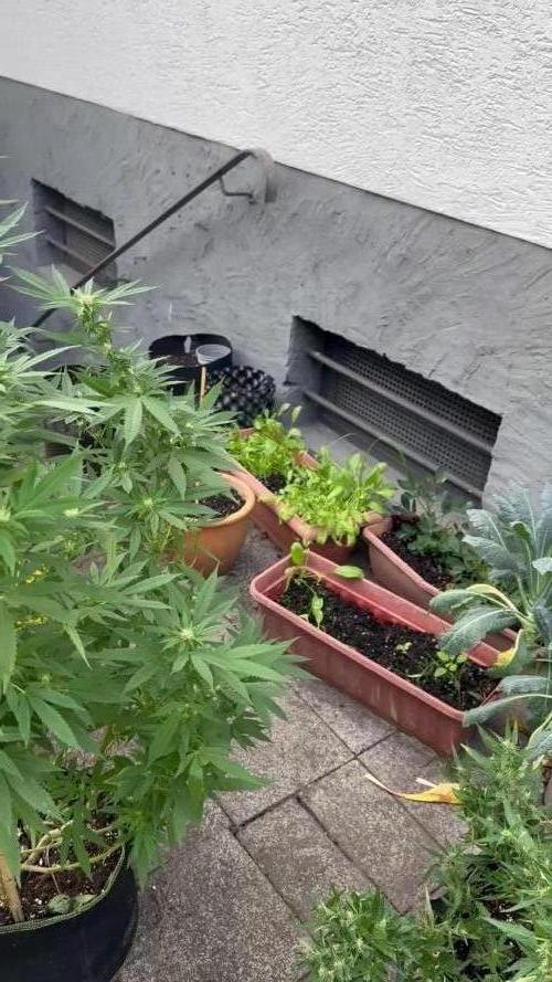 Gorilla melon