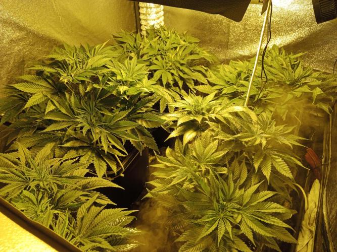 Veselá zahrádka. Week 1 - Barney´s Farm Zillions, feminized.  Seedstockers Amaretto Tarmac, feminized.