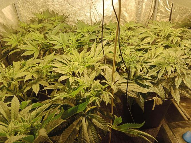 Veselá zahrádka. Week 1 - Gorilla meloun fem.Seedstockers F.U.H / Fucked Up Hippy, feminized