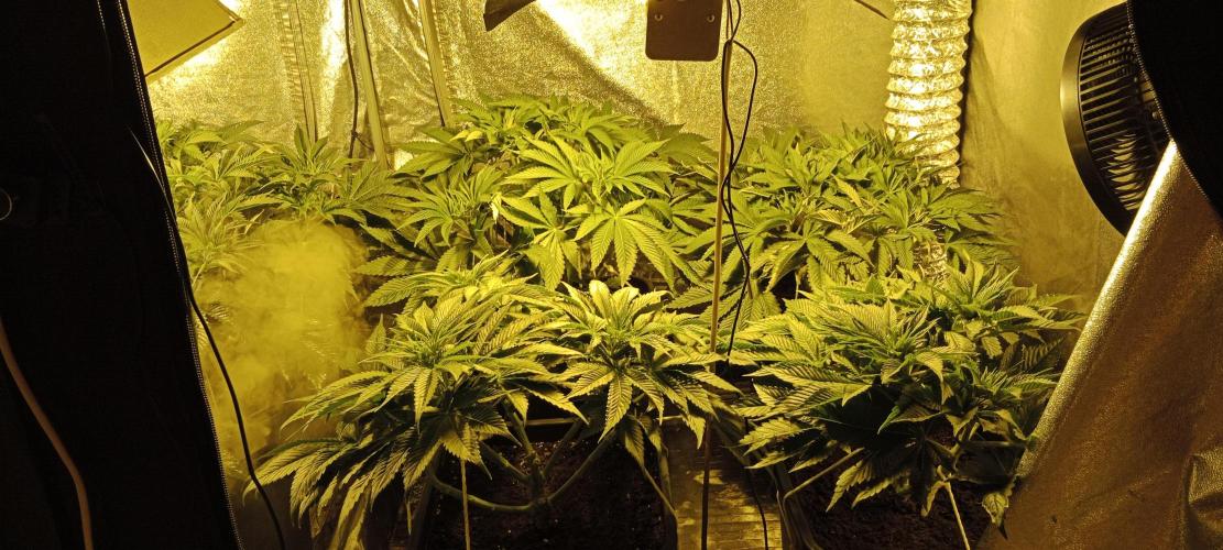 Veselá zahrádka. Week 1 - 👽