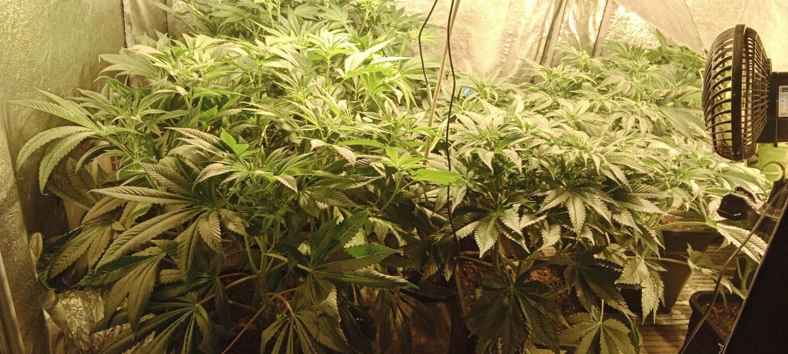 Veselá zahrádka. Week 2 - 👽