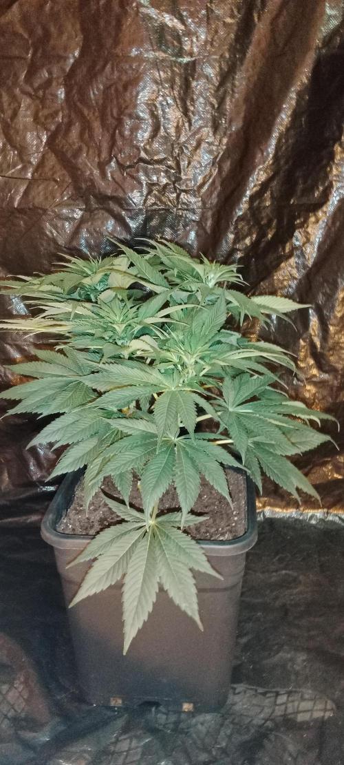 Veselá zahrádka. Week 2 - 👽