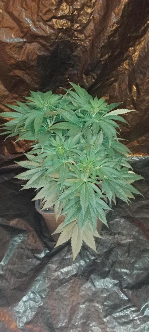 Veselá zahrádka. Week 2 - 👽