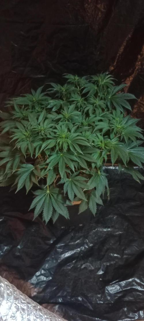 Veselá zahrádka. Week 2 - 👽
