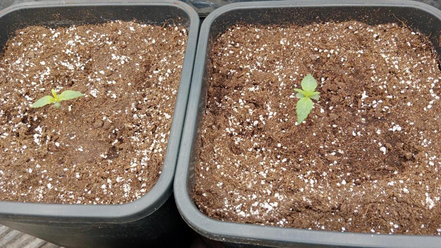 Unreleased champions mix auto fastbuds. Week 1