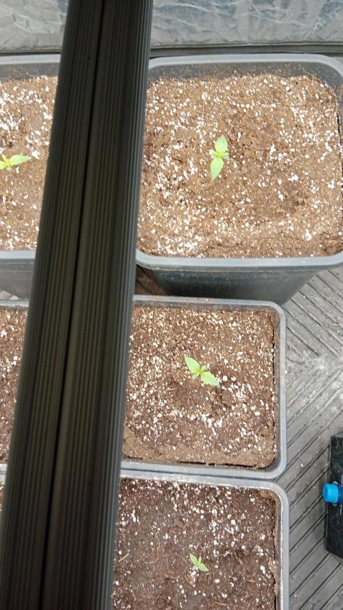 Unreleased champions mix auto fastbuds. Week 1