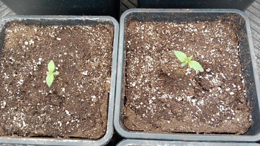 Unreleased champions mix auto fastbuds. Week 1