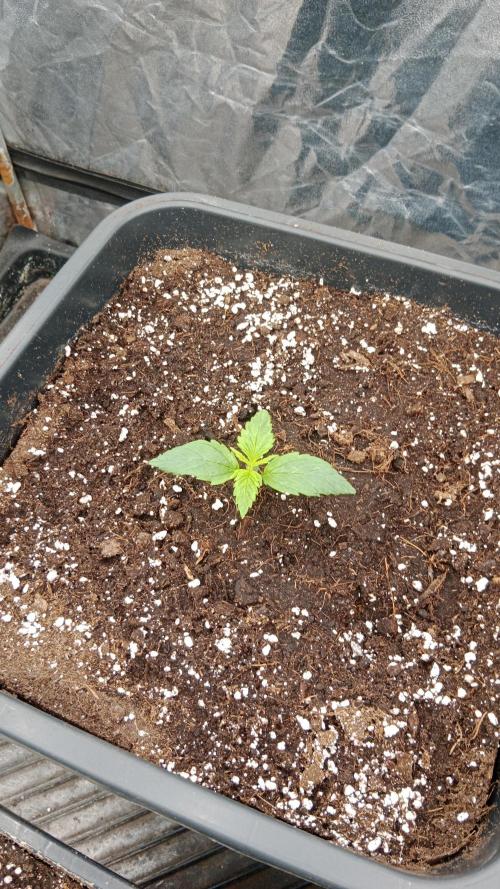 Unreleased champions mix auto fastbuds. Week 2