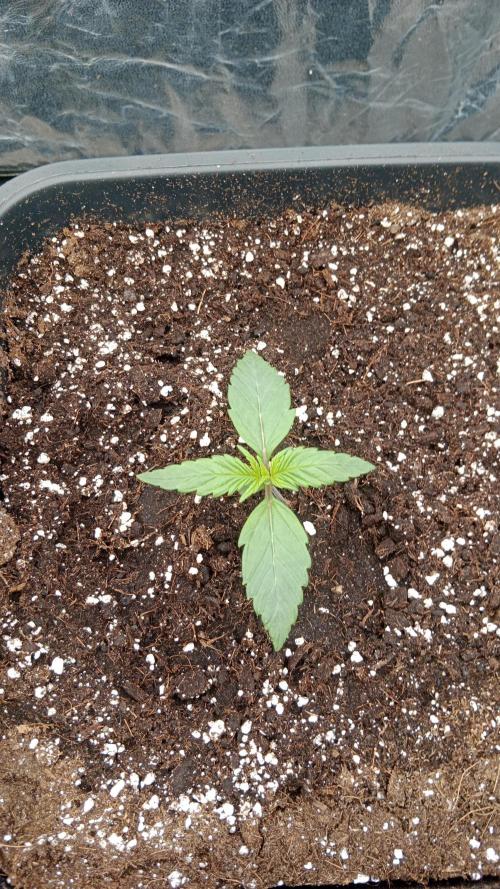 Unreleased champions mix auto fastbuds. Week 2