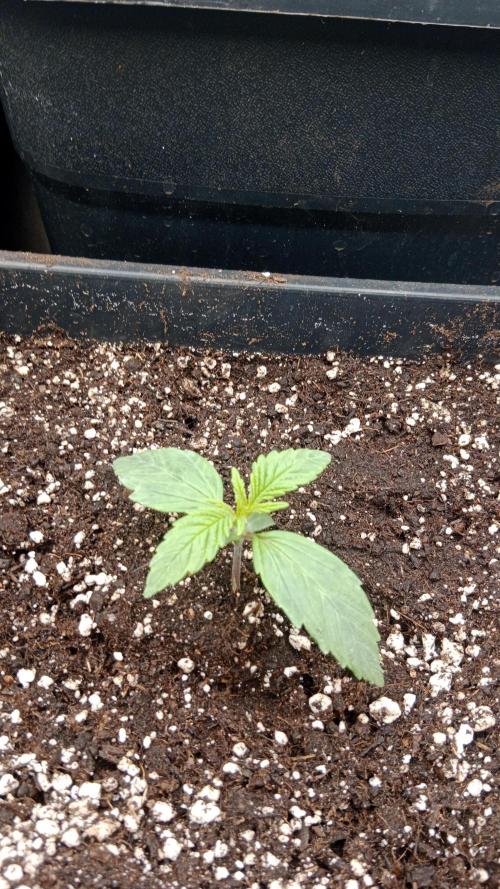 Unreleased champions mix auto fastbuds. Week 2