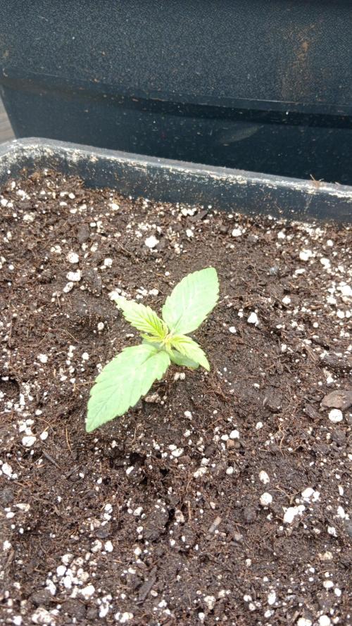 Unreleased champions mix auto fastbuds. Week 2