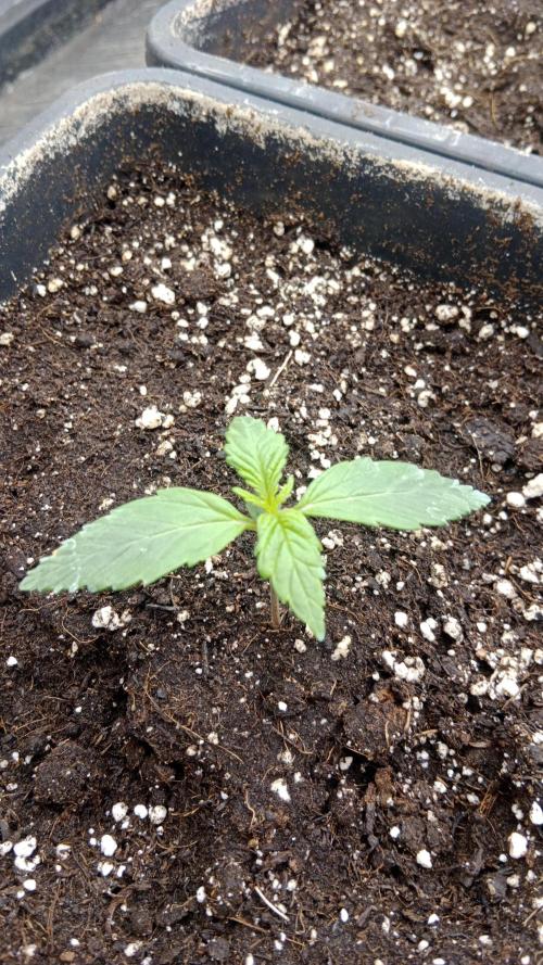 Unreleased champions mix auto fastbuds. Week 2