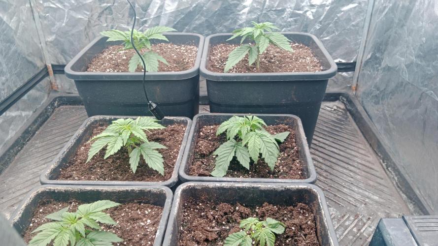 Unreleased champions mix auto fastbuds. Week 3