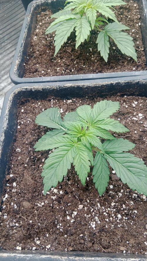 Unreleased champions mix auto fastbuds. Week 3