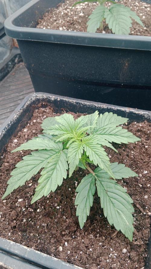 Unreleased champions mix auto fastbuds. Week 3