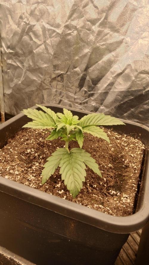 Unreleased champions mix auto fastbuds. Week 3