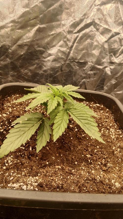Unreleased champions mix auto fastbuds. Week 3