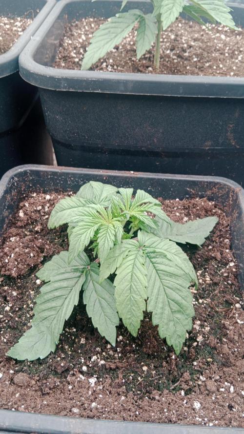 Unreleased champions mix auto fastbuds. Week 3