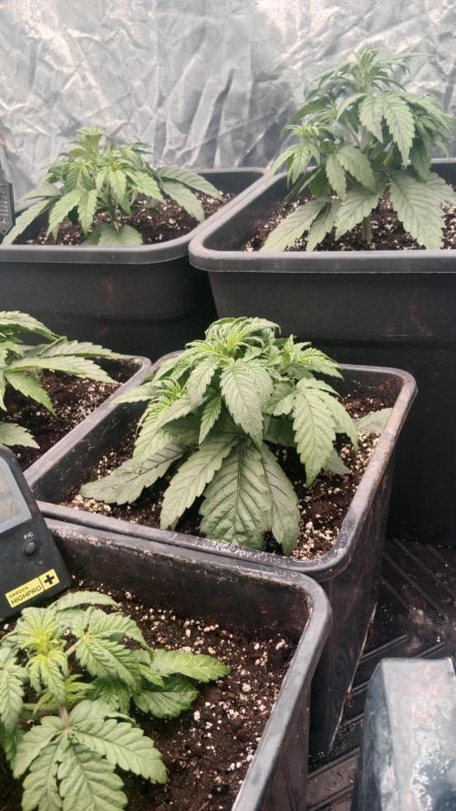 Unreleased champions mix auto fastbuds. Week 4