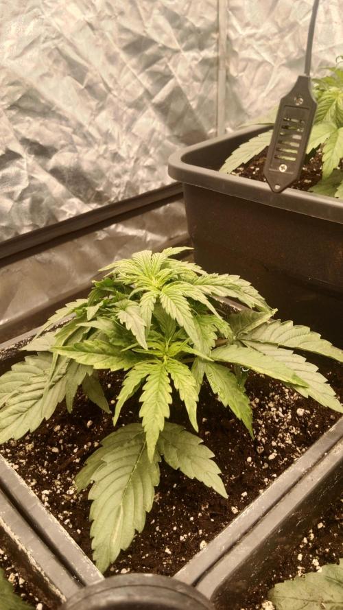 Unreleased champions mix auto fastbuds. Week 4